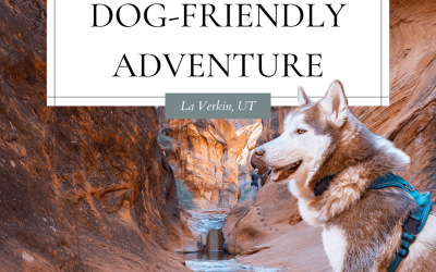 Roadtrip to Southern Utah with a Husky (Dog-friendly hikes)