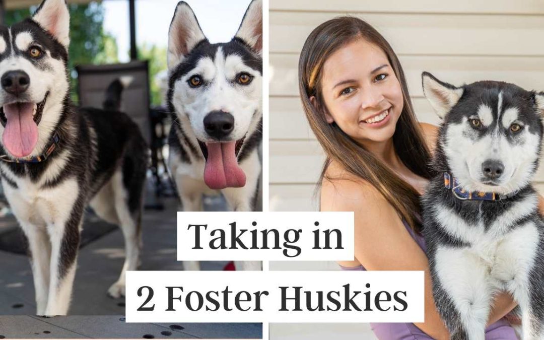 My First Foster Husky Experience