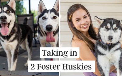 My First Foster Husky Experience