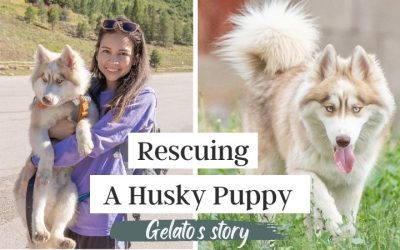 Gelato’s Rescue Story | Life with Snow Dogs