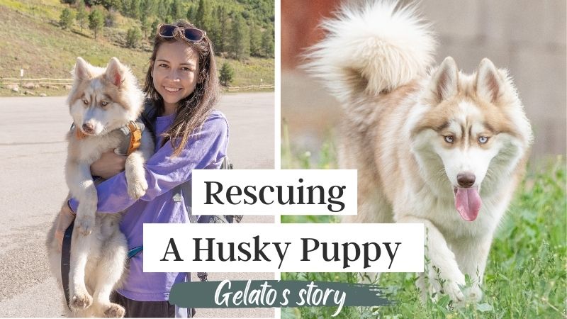 Gelato’s Rescue Story | Life with Snow Dogs